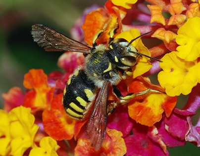Bees - A Surprisingly Diverse Genera of Insect Species
