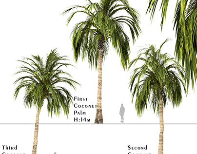 Set of Coconut Palm Trees (Cocos Nucifera)