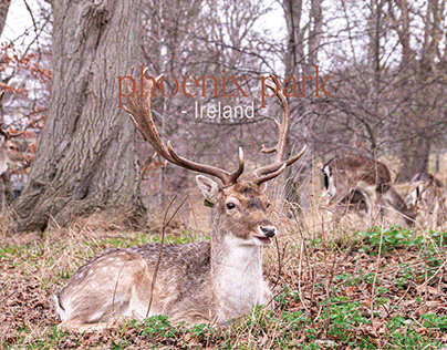 Phoenix Park - Ireland