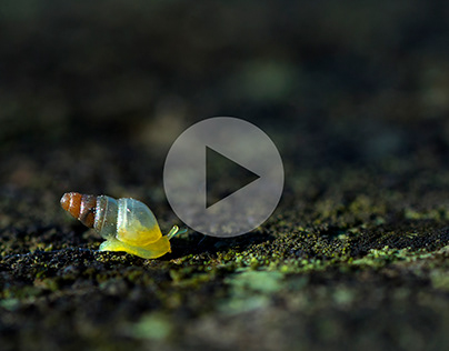 Graceful Awl Snail - Short Film