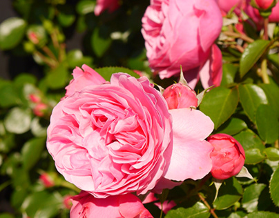 Rose Garden  flowers