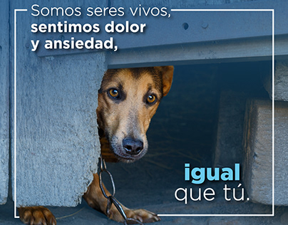Campaña al maltrato animal, Municipio de Quito