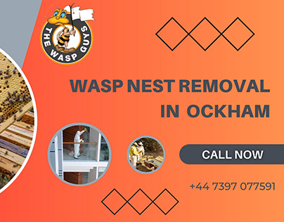 Safe Wasp Nest Removal in Ockham