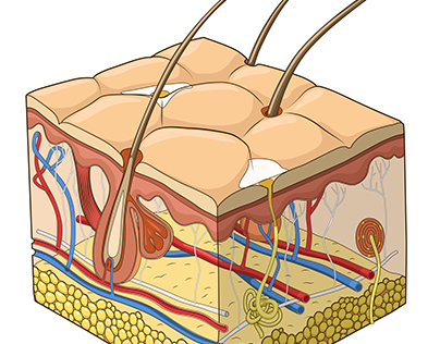 Skin structure illustration