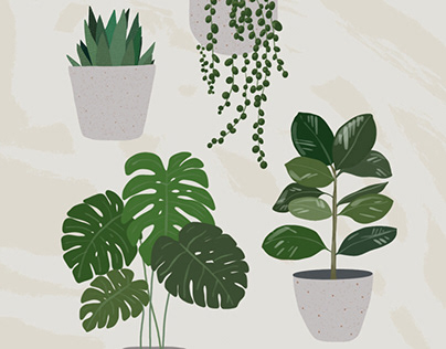 House Plant Series