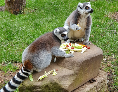 Pair of ring-tailed Lemurs