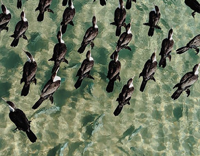 Birds floats on water.