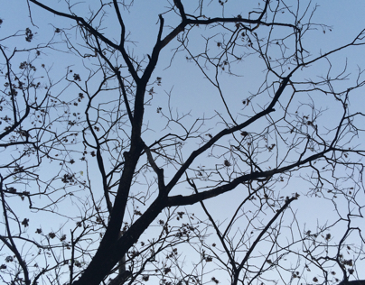 Branches in the Blue