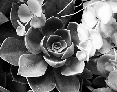 Flower Love … simple black and white