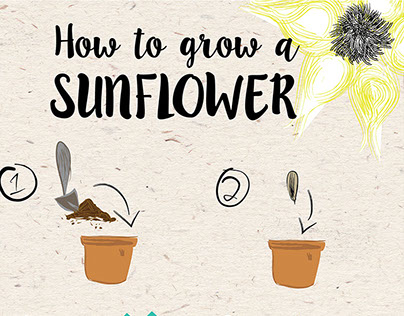 How to Grow a Sunflower