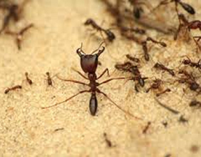 Best Ants Treatment in Brisbane - Call for Free Quote