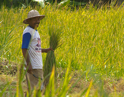 Farmers of Indonesia