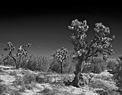 Joshua Trees of the Mojave
