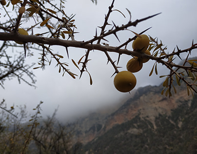 The fruit of the Moroccan argan tree