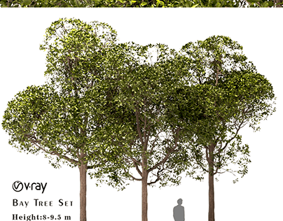 Set of Round Shaped Bay Trees (Laurus Nobilis)