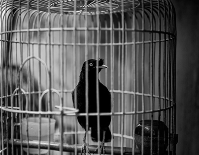 Caged Bird, Hanoi.