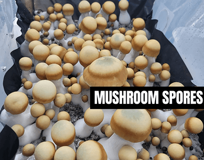 Explore The Spore Co-Op: Mushroom Spores and Collection