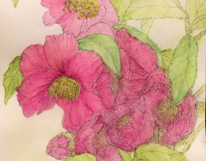 flower sketch Camellia coloring