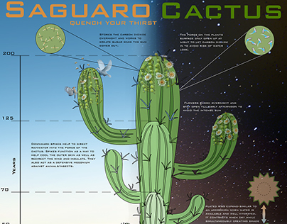 Saguaro Cactus Info-graphic