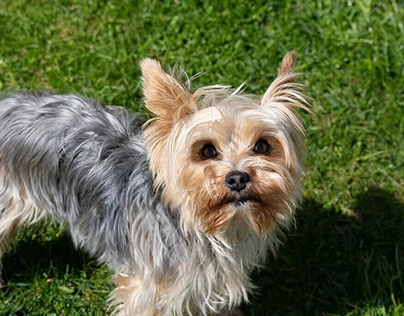 Torkie: A Cross of a Toy Fox Terrier and a Yorkie