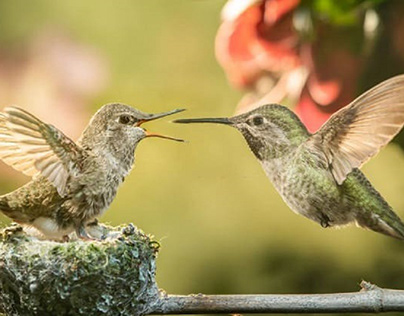 How Do Hummingbirds Feed Their Young?