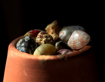 I love shells !!
