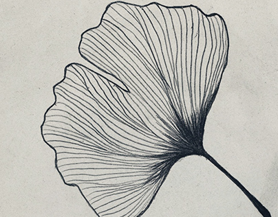Ginkgo leaf drawing.