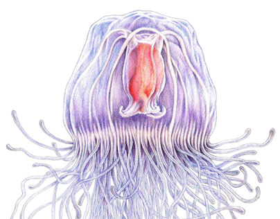 Inmortal Medusa. Turritopsis Dohrnii life cycle