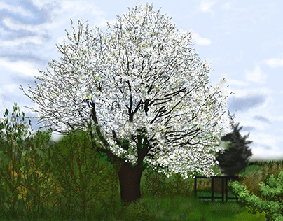 An apple tree in bloom