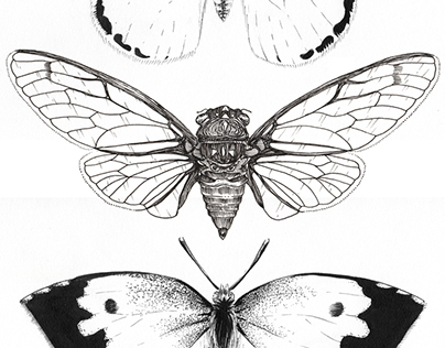 Insects from a Year of Drawing