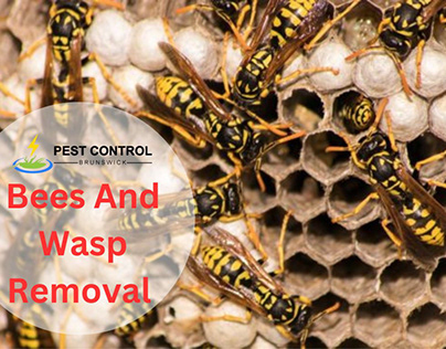 Bees And Wasp Removal Brunswick