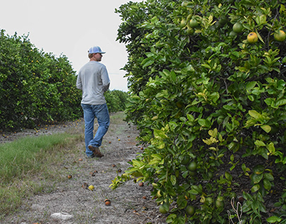 Florida's Citrus Industry: Turning Green. Megan Price