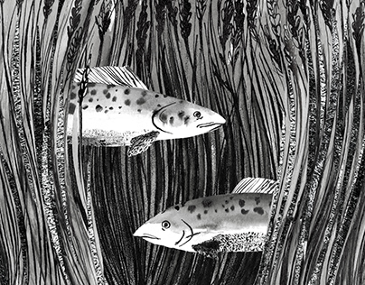 Animated salmon stories