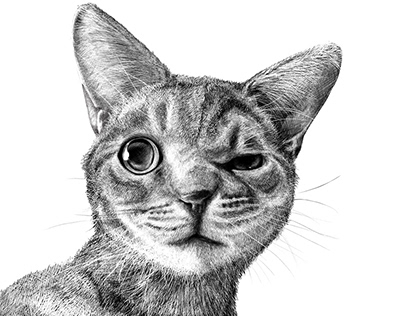 Pebble the Cat: a B&W Digital Illustration Study