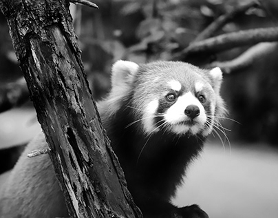 Black and White Project Zoo