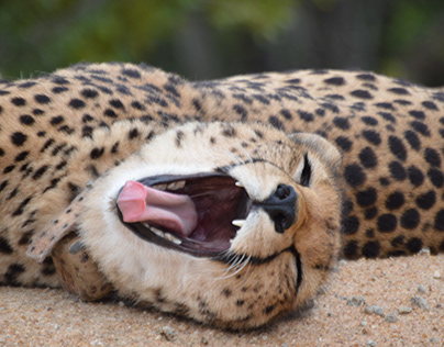 Mara the Cheetah