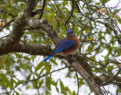 Bluebird, Eastern