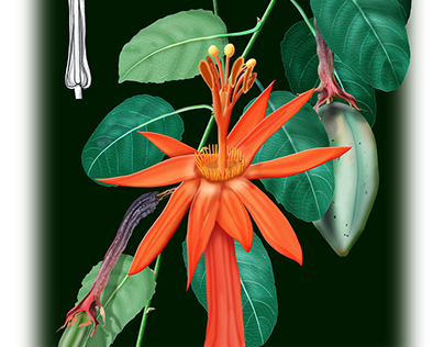 Passiflora spinosa