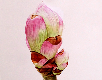 Watercolor. Botanical illustration