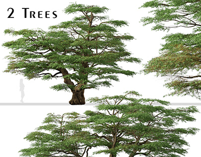 Set of Lebanon Cedar Tree (Cedrus libani) (2 Trees)