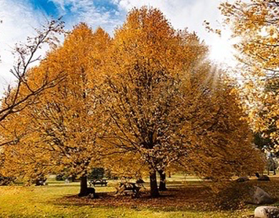 Fall, Nikon, seasons