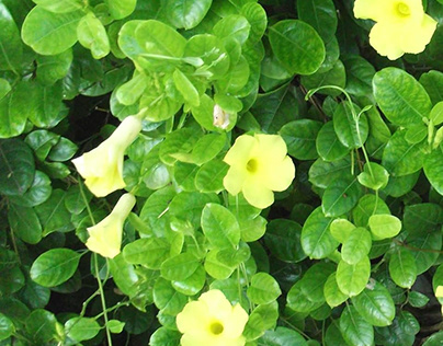 Allamanda Yellow Creeper Plant