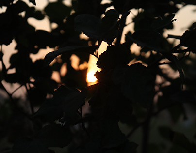 Sunset behind branches