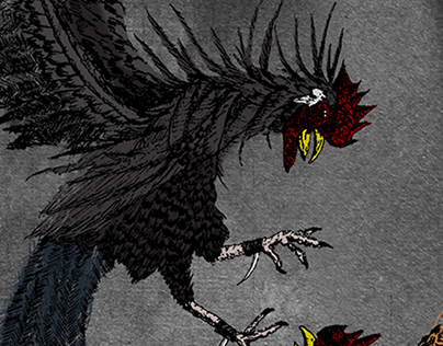 Gallo negro ilustración
