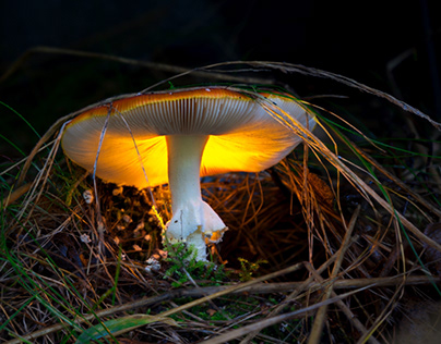 Mushroom at Night