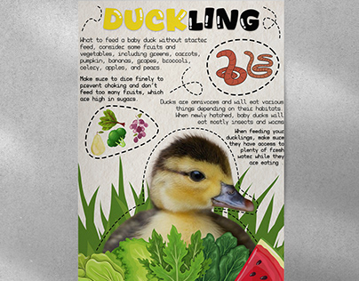 Duckling- Informative Poster Design