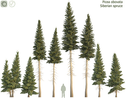 Siberian spruce set | Picea obovata