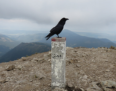 Raven on the top of the mountain