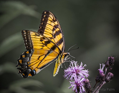 Eastern Tiger Swallowtail Butterfly on Canadian Thistle
