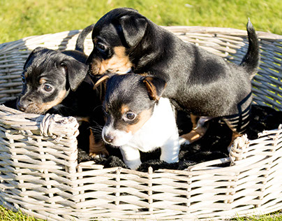 Fotoshoot drie puppy's